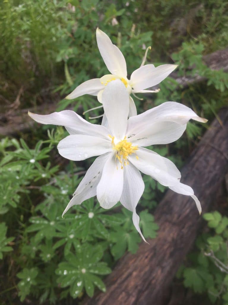 Utah wildflowers