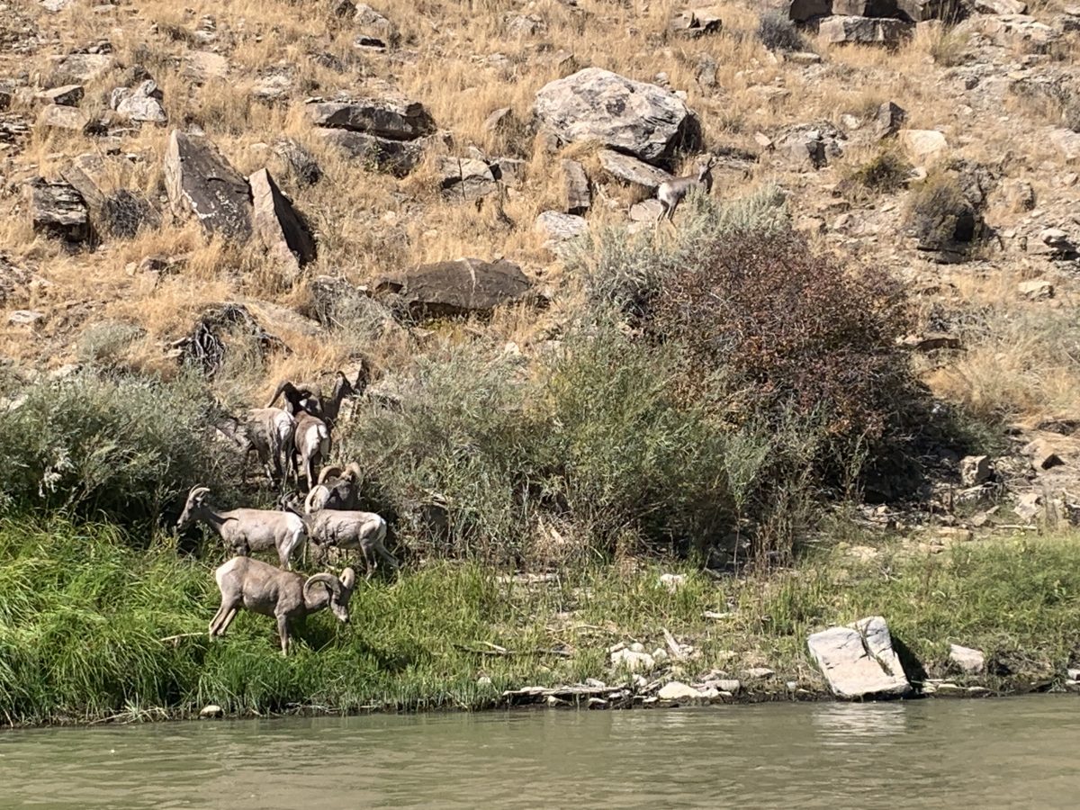 Ruby Horsethief float on Colorado River, bighorn sheep