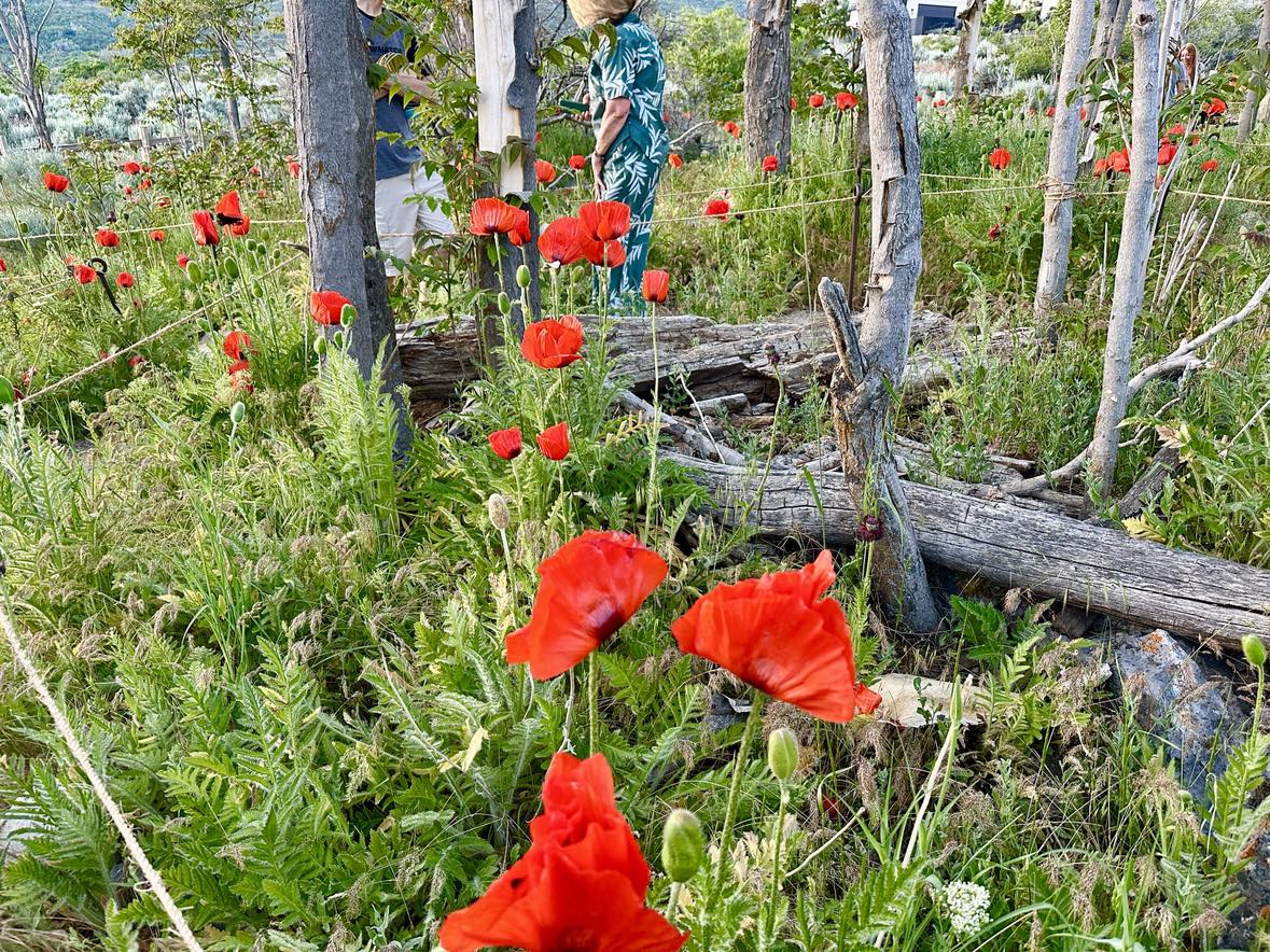 poppy fields alpine utah